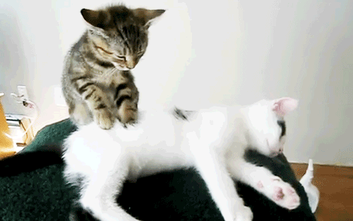 Ӣèҽ()