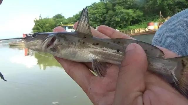 芝麻劍魚,