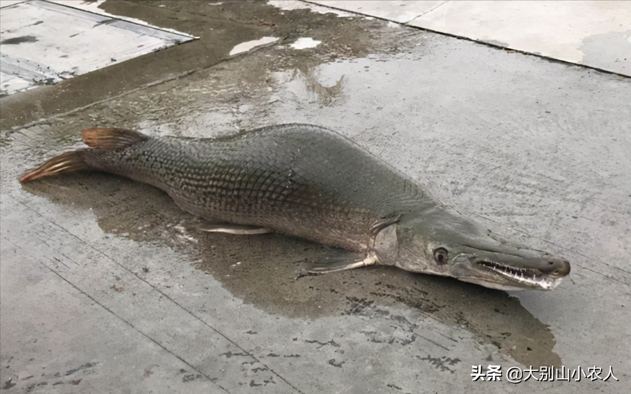 鳄雀鳝的“怒吼”：在美国老家活到濒危，入侵广州却能称王称霸