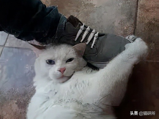 猫咪为啥沉迷吸鞋？这样会传染脚气吗？