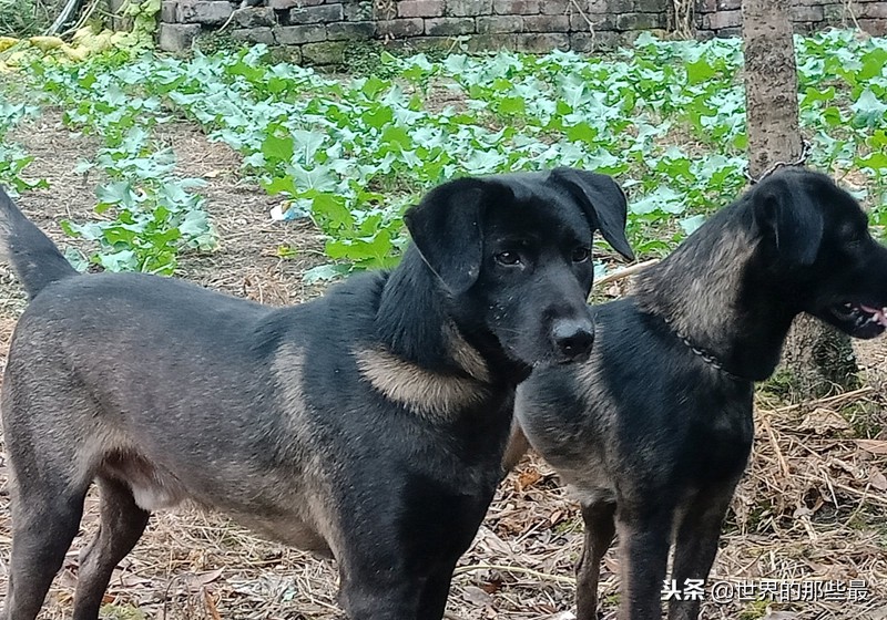 5种国人认为最好的山地猎犬，广西一只，四川就占了两只