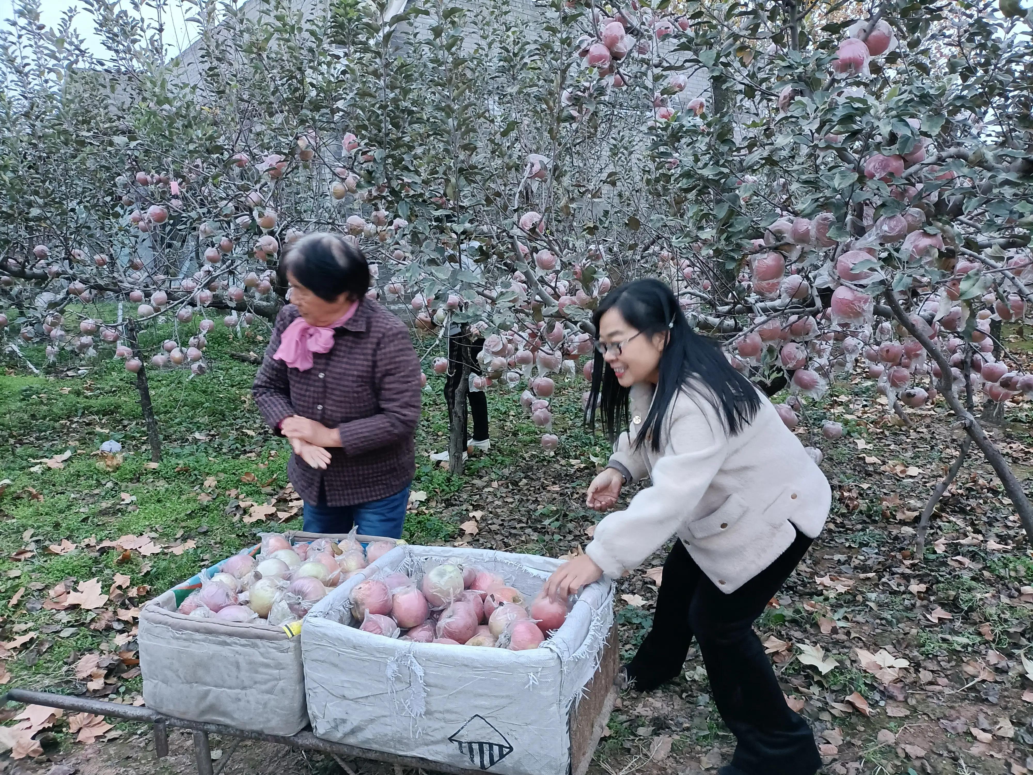 小寨村：灾后的苹果红艳艳