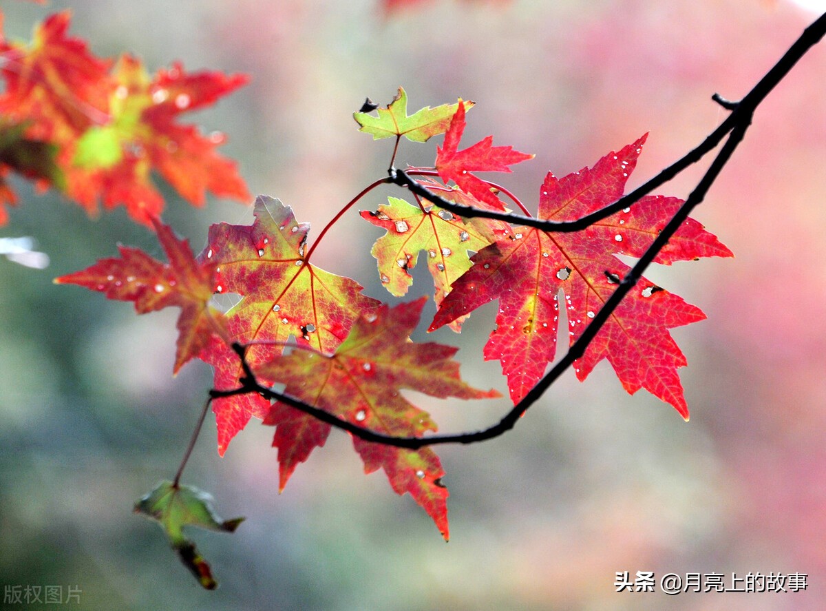 最美的枫叶,配最美的词句,不仅养眼还养心