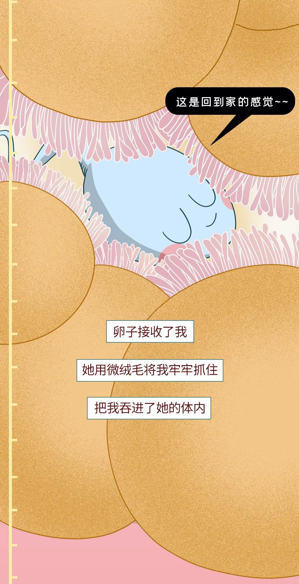 精子进入体内的24小时