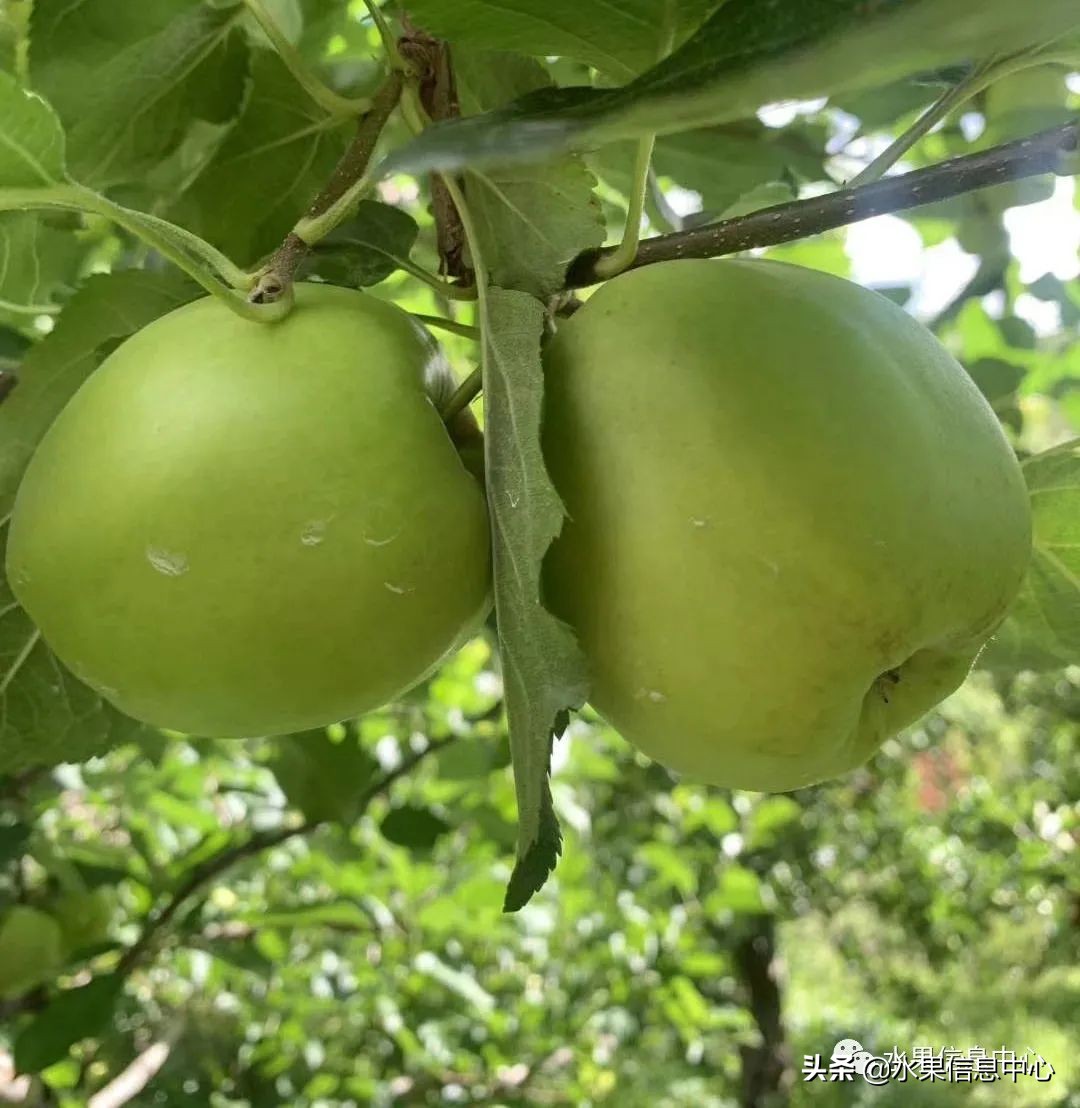 苹果成熟季节（23种苹果的品种产地及成熟时间）