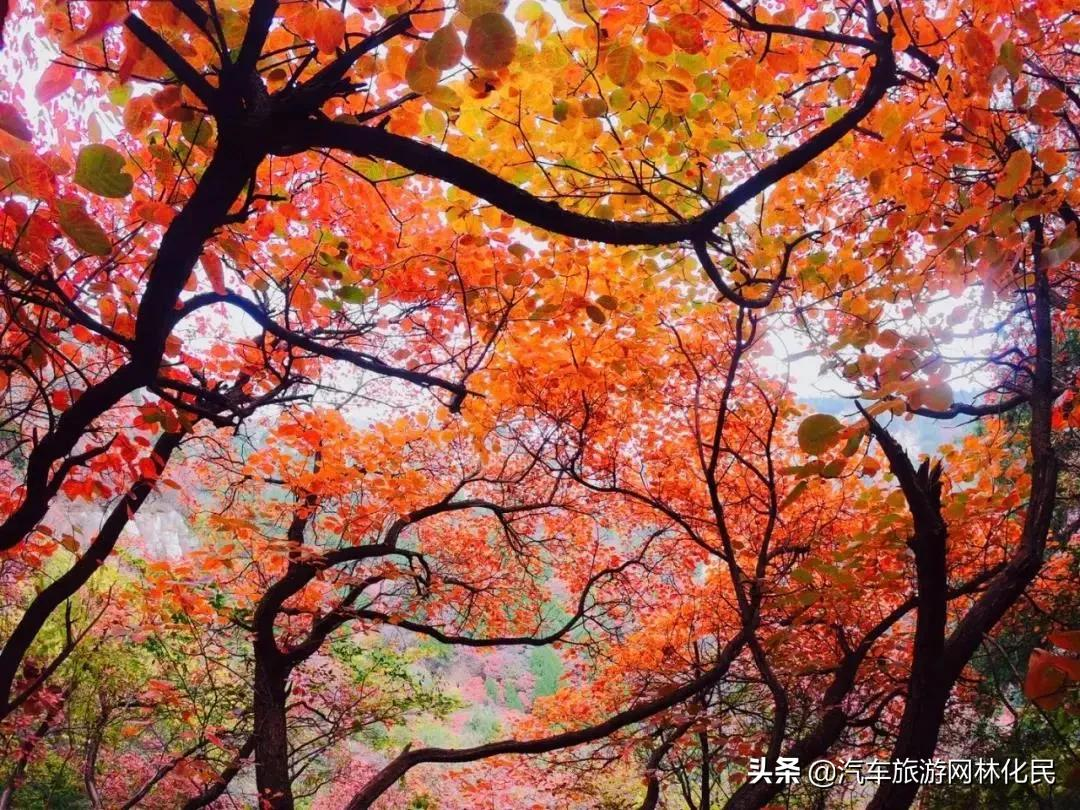 登山揽胜赏红叶，爱在金秋石门坊.北国小江南 l临朐老龙湾