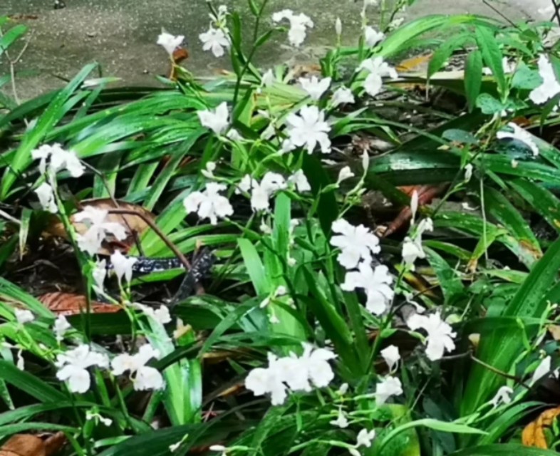 白蝴蝶花,白蝴蝶花圖片