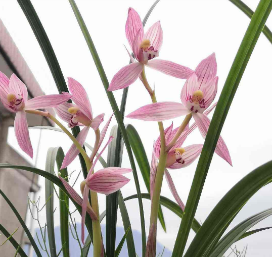 一年12月，每月都有“花神”在，你几月出生？别错过你的幸运花