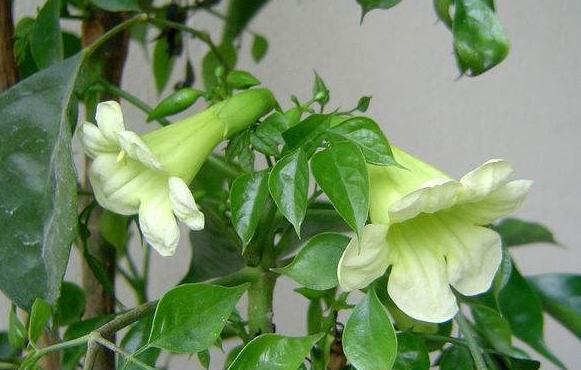 这些植物摆对了风水能帮你日进斗金_达一风水网