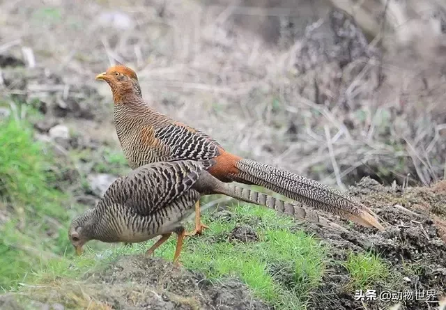 中华锦鸡图片