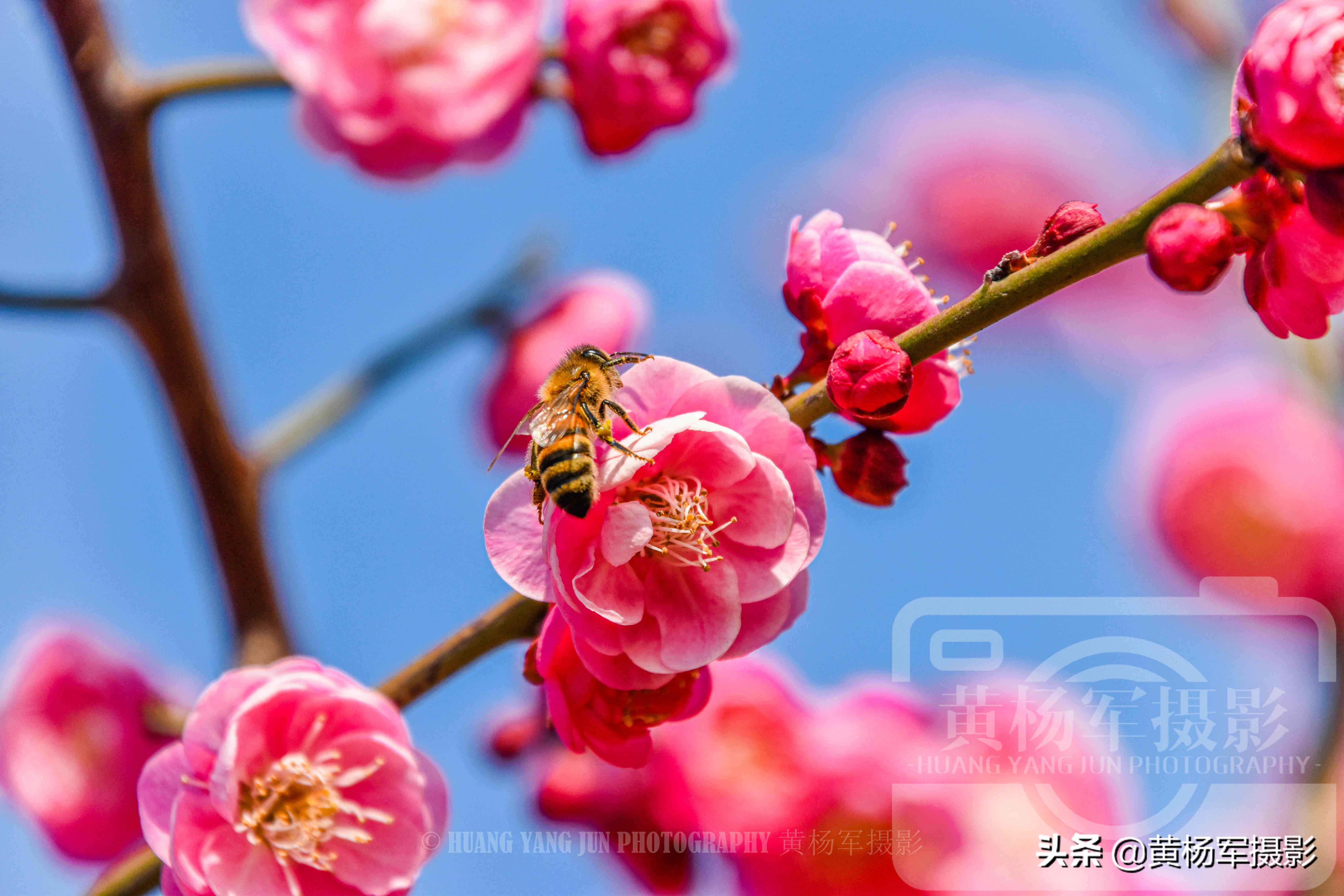 梅花是什么形状形态图片