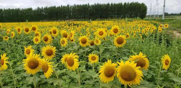 《青铜葵花》作文五年级500字