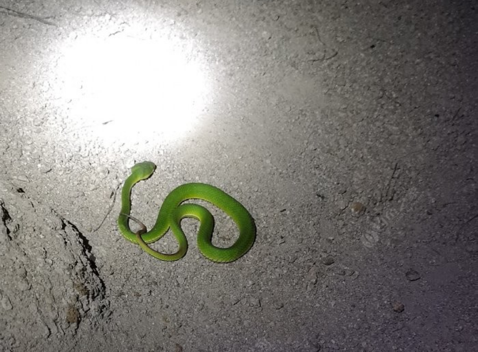 小青蛇有毒吗(盘点那些一滴毒液能害一头牛的毒蛇)