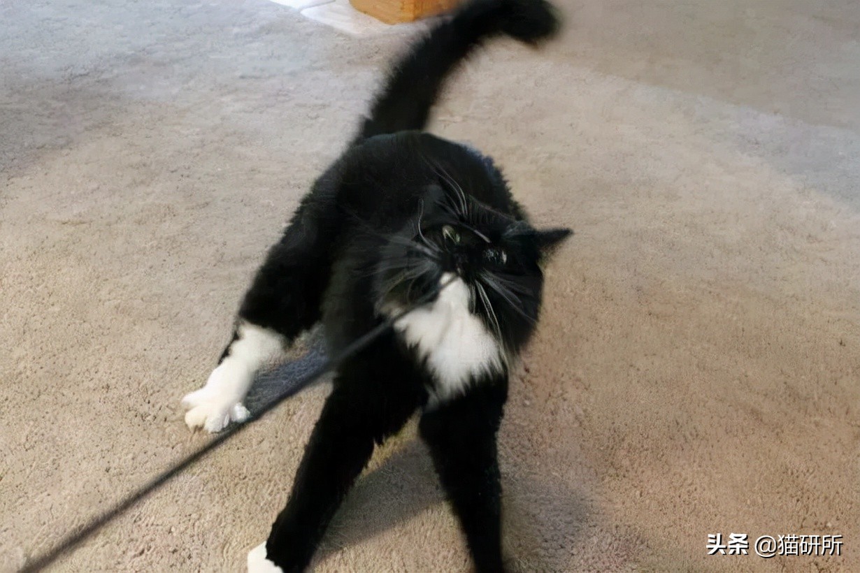 猫咪为啥沉迷吸鞋？这样会传染脚气吗？