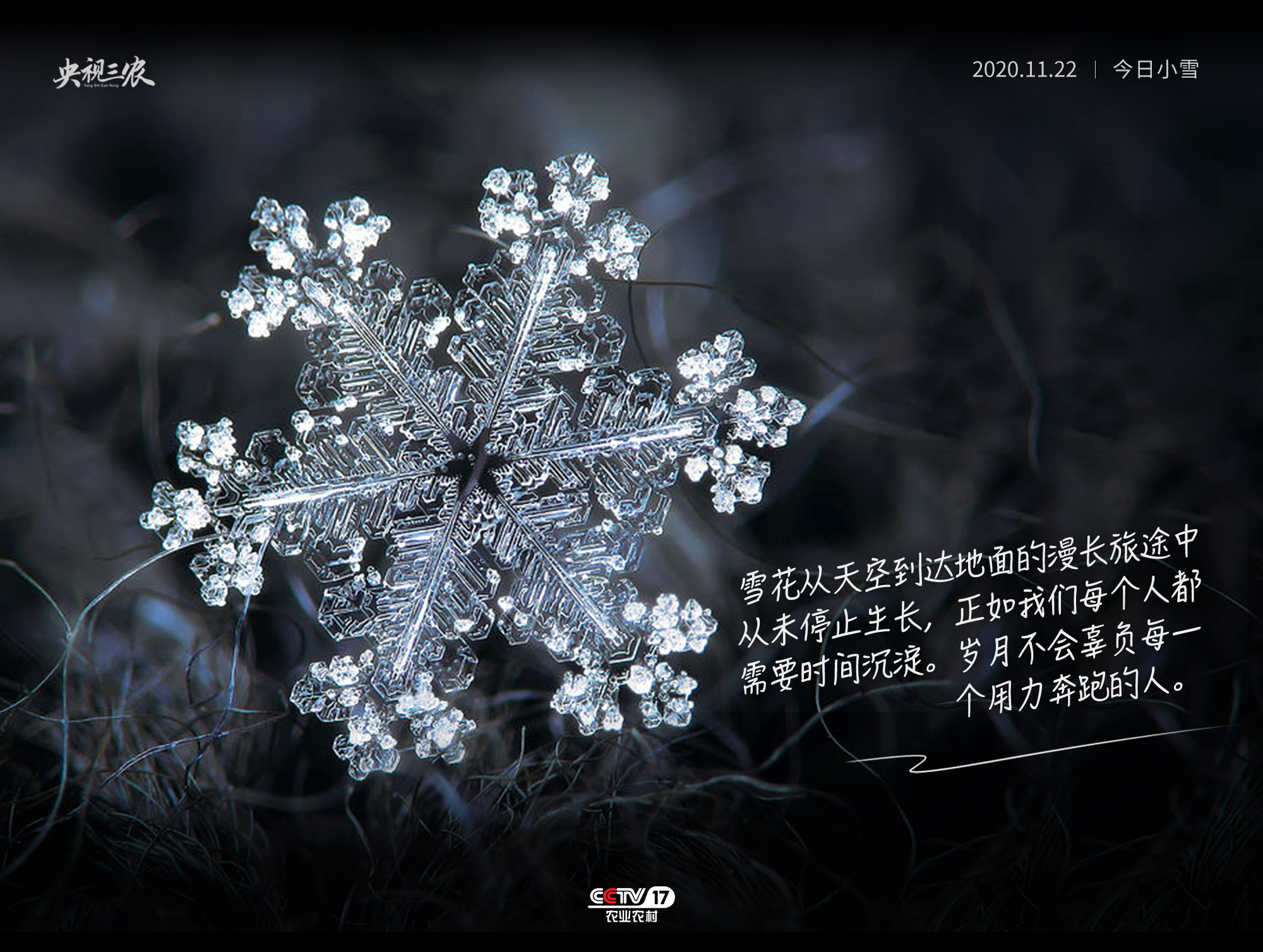 小雪丨雪如人生,每一朵都是奇迹