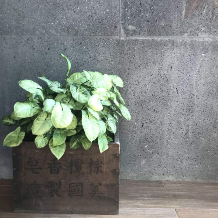 生态崇明｜西岸林舍：从“农家乐”到“民宿”，一场父子俩的博弈与和解