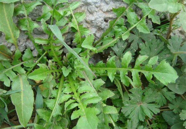 荠菜图片功效与作用（地里这个野菜不仅味美还是一个中药）