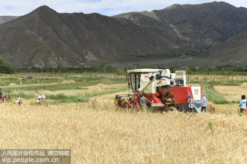 青稞的好处在哪里？可降脂控糖、预防心血管疾病