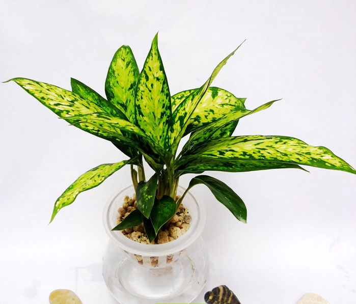 冬日房间干燥,这10种水养植物值得推荐