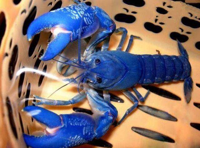 体长40厘米的“巨虾”到底叫啥名，专家说了，不能因为人家有蓝钳子就叫人“蓝虾”