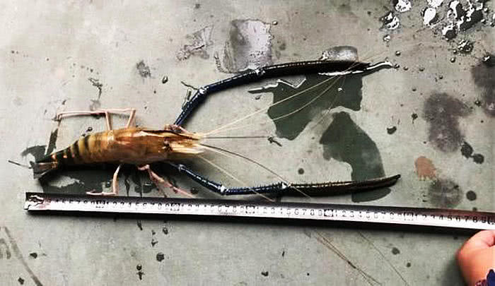 体长40厘米的“巨虾”到底叫啥名，专家说了，不能因为人家有蓝钳子就叫人“蓝虾”