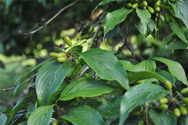 一枝黄花,见过吗?内服治感冒头痛,咽喉肿痛,外用治鹅掌风