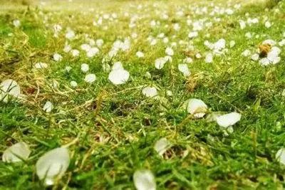 春天有约，阴雨仍在线，期待下周暖阳现