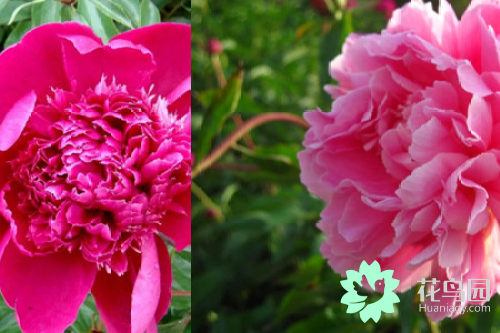 芍药花是不是牡丹花 芍药与牡丹的区别