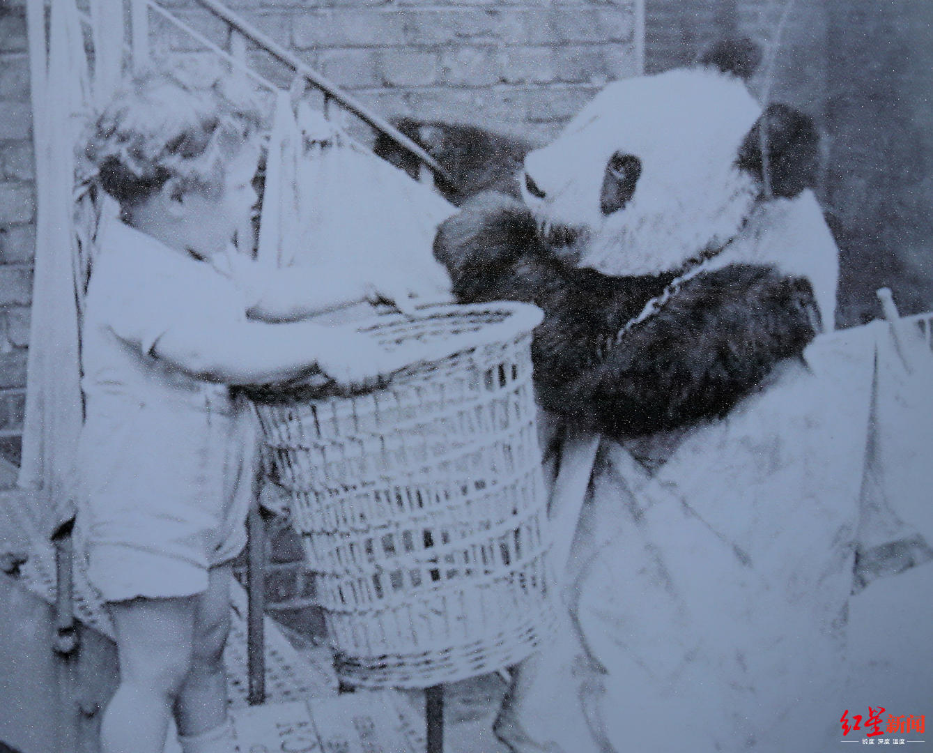大熊猫的巨星之路：与世界相识150年，抢救珍贵照片曝光
