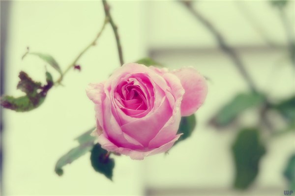 现实接地气的句子，经典有内涵，人生就是一列开往坟墓的列车