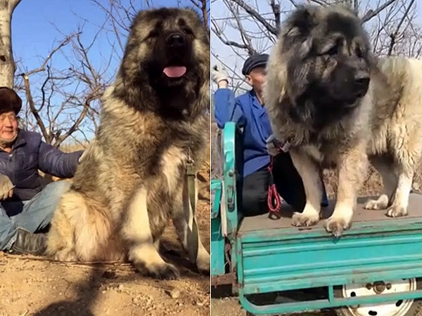 高加索犬咬死藏獒(犬中之王温驯依偎老农　高加索犬若发狠…5分钟可咬死藏獒！)