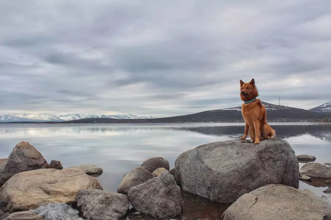 芬兰猎犬小时候图片（曾一度走向消亡的芬兰国犬）