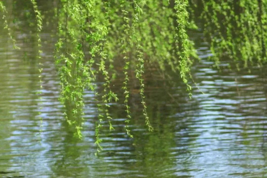 30首春天的经典歌曲，让你感受最动听的春天！