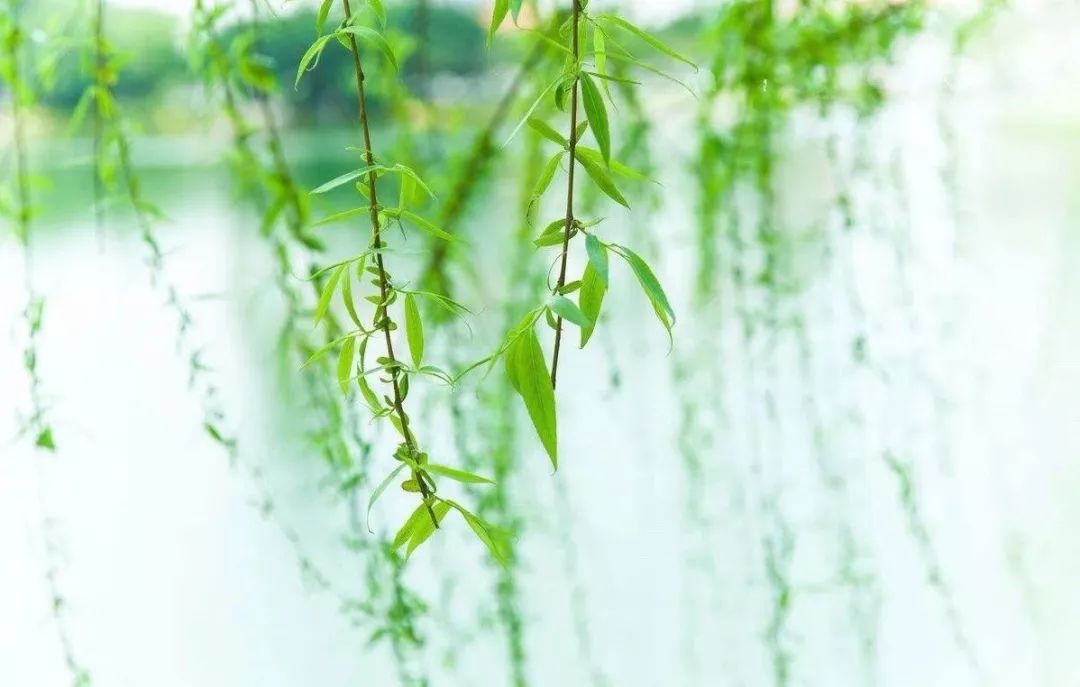 30首春天的经典歌曲，让你感受最动听的春天！