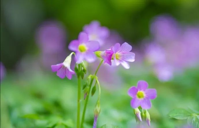 30首春天的经典歌曲，让你感受最动听的春天！