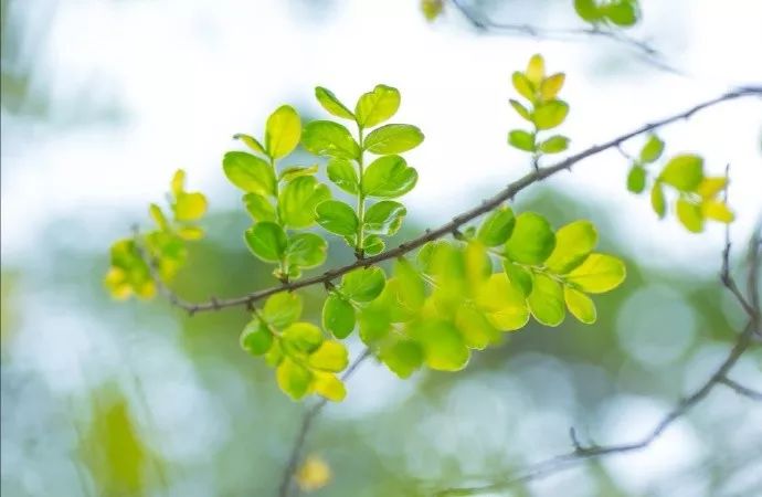 30首春天的经典歌曲，让你感受最动听的春天！