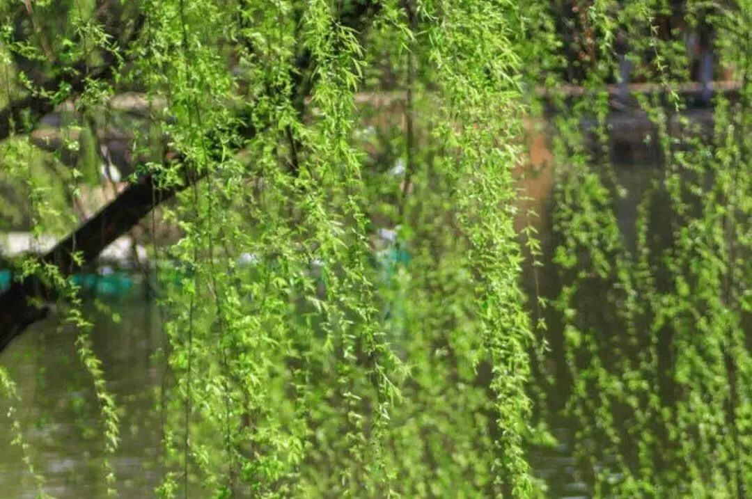 30首春天的经典歌曲，让你感受最动听的春天！