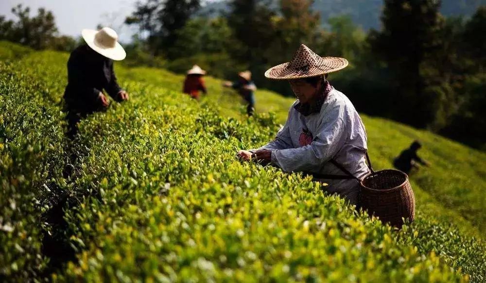 东白春芽图片（终于盼来这一口春滋味东阳春茶接连上市）