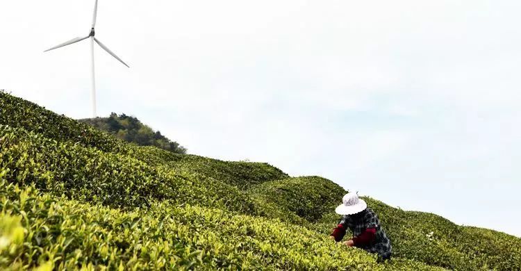 东白春芽图片（终于盼来这一口春滋味东阳春茶接连上市）