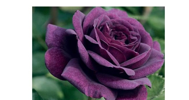 紫玫瑰代表什么 玫瑰花的花语