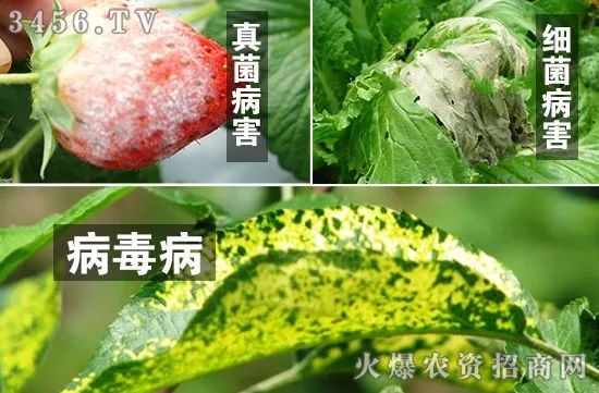 真菌、细菌、病毒病，三大癌症死期到了！一招治多病，一次全搞定！（黄金搭档药剂配方）