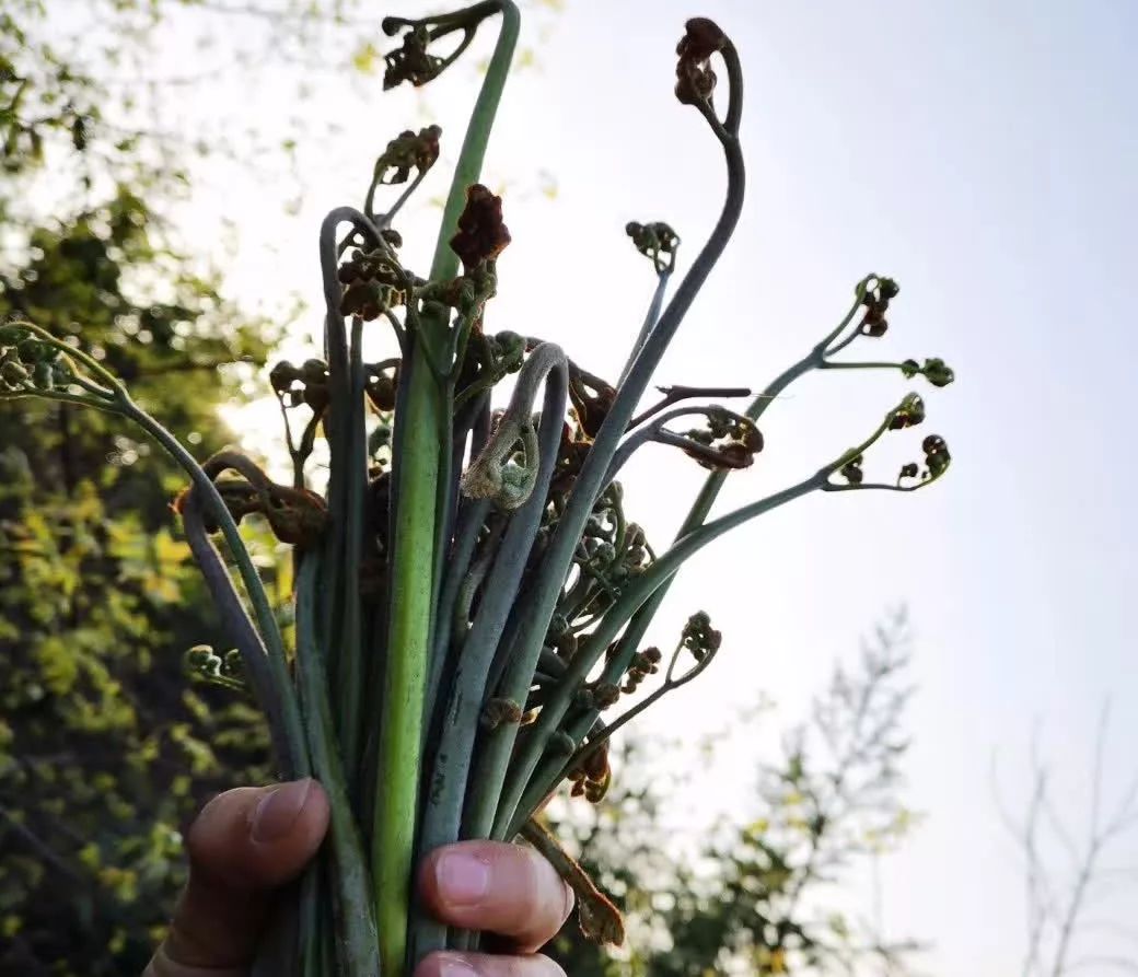 春天才有的8种野菜，吃过这5种我服！