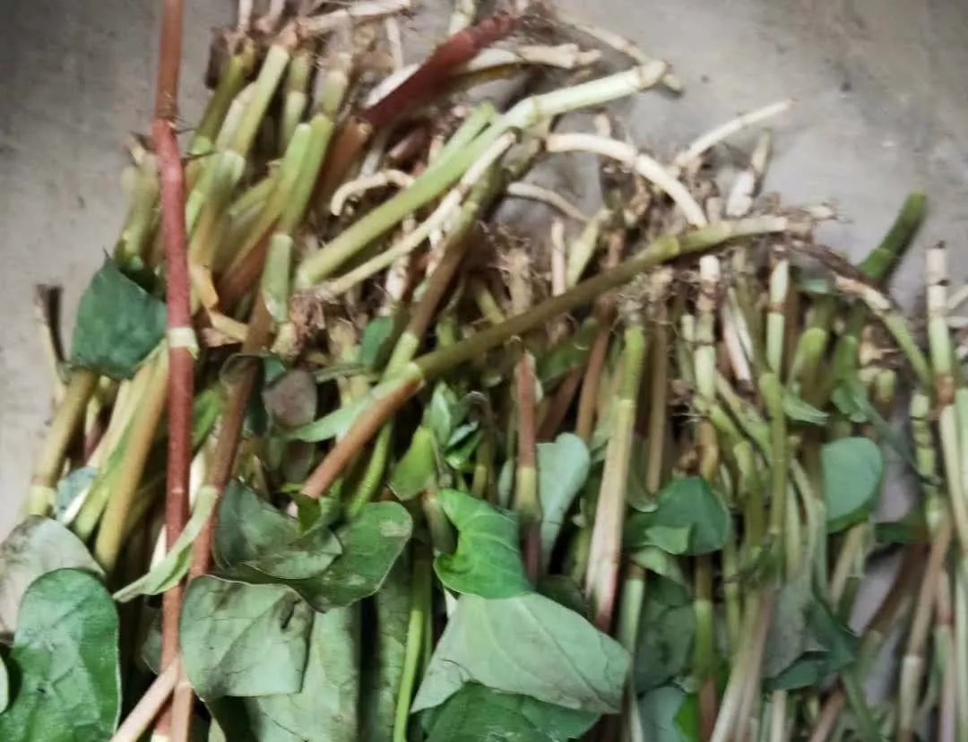 春天才有的8种野菜，吃过这5种我服！