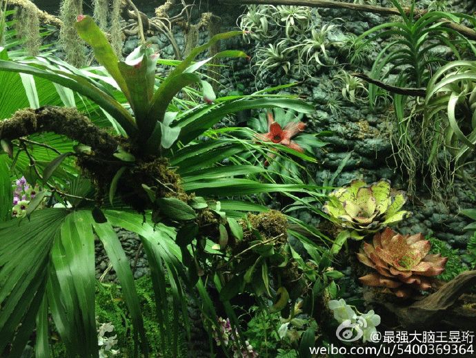 看什么《最强大脑》，不如看水哥王昱珩