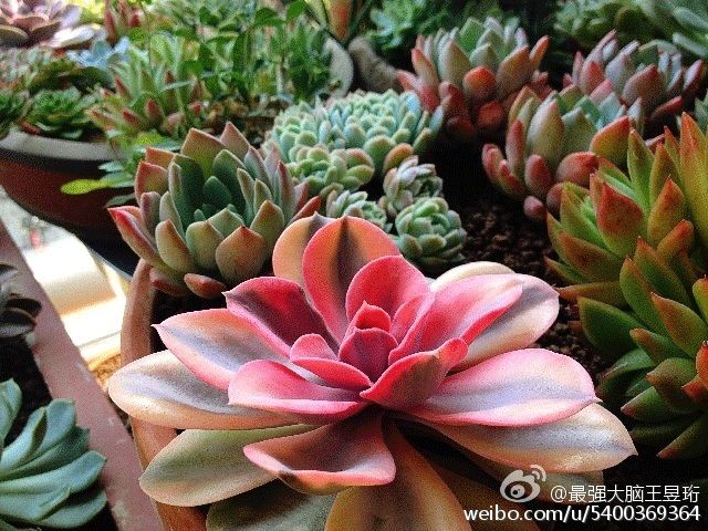 看什么《最强大脑》，不如看水哥王昱珩