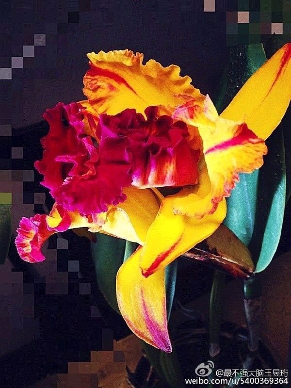 看什么《最强大脑》，不如看水哥王昱珩