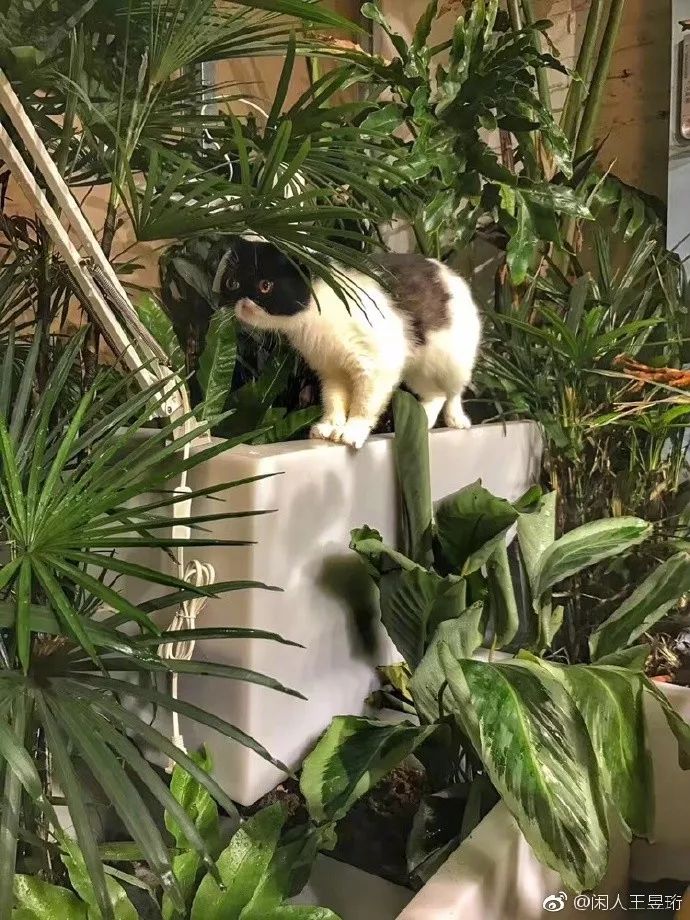 看什么《最强大脑》，不如看水哥王昱珩