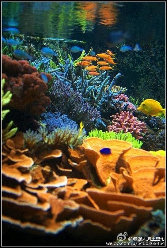 看什么《最强大脑》，不如看水哥王昱珩