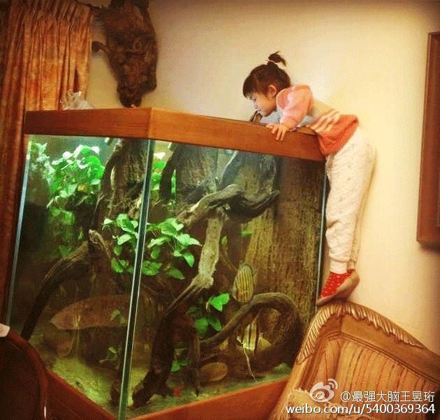 看什么《最强大脑》，不如看水哥王昱珩