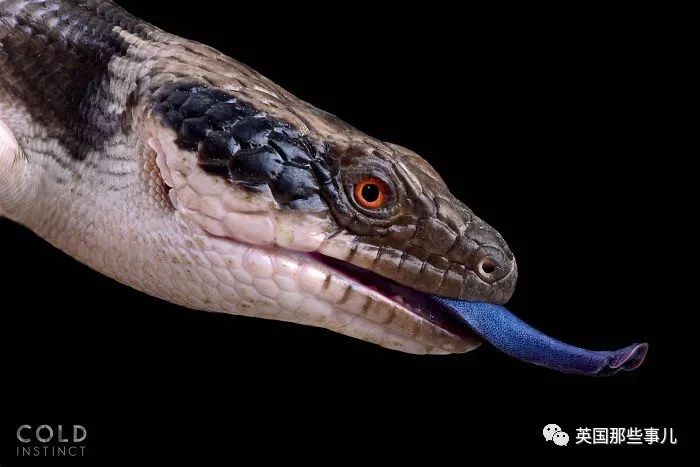 南非犰狳蜥(他花27年拍冷血动物…最危险的杀手却有着最绚丽夺目的色彩)